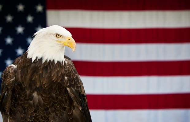 This image has an empty alt attribute; its file name is bald-eagle.jpeg